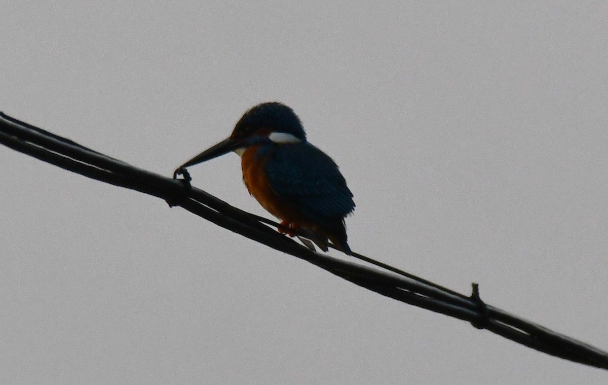Common Kingfisher - ML646569551