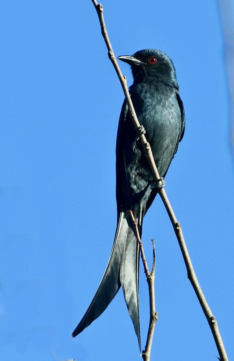 Ashy Drongo - ML646569552
