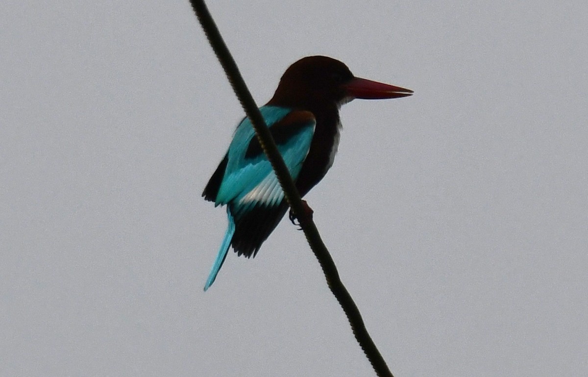 White-throated Kingfisher - ML646569553