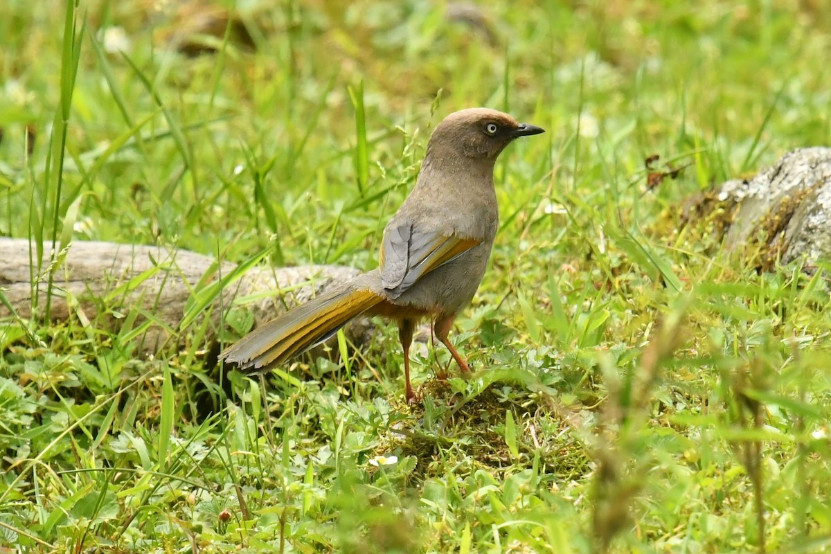 Elliot's Laughingthrush - ML646569554