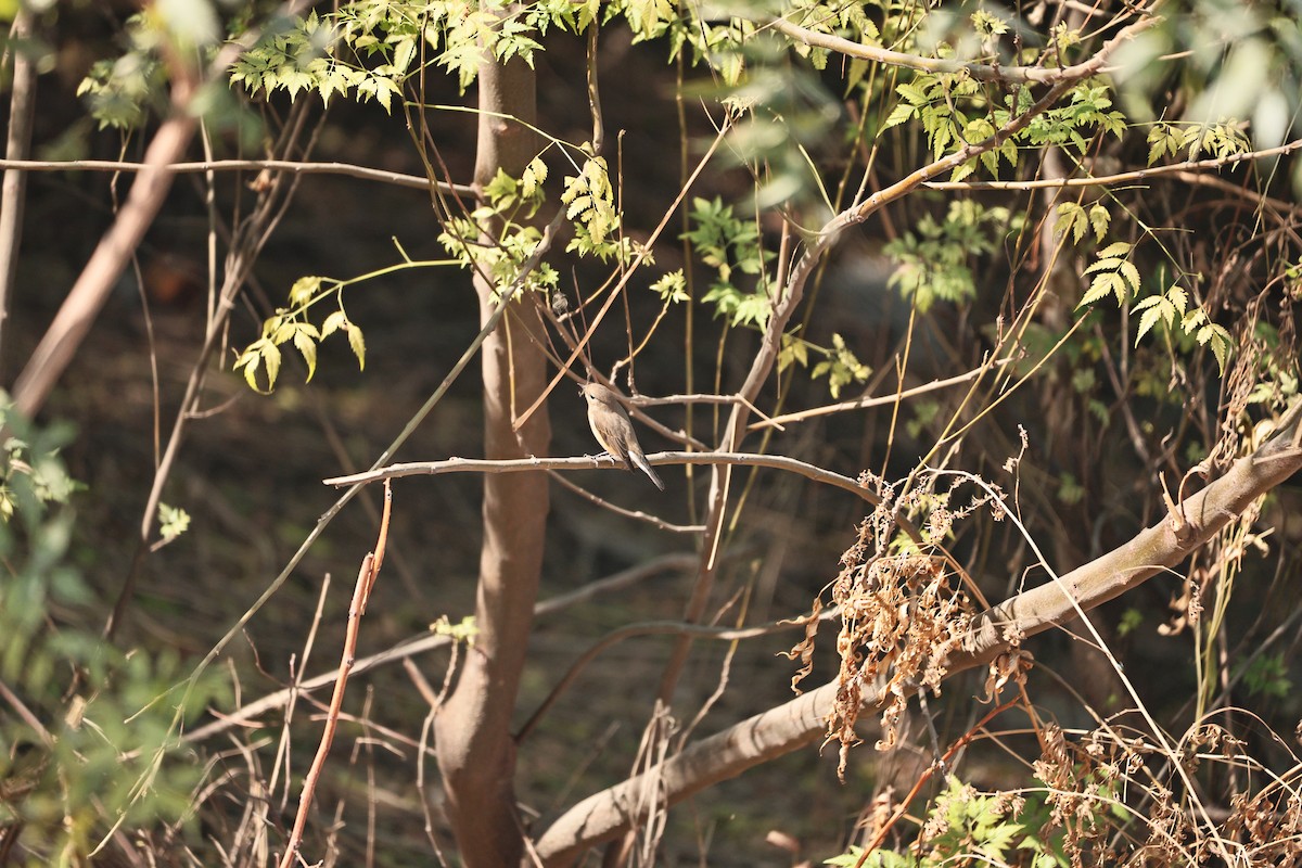 Red-breasted Flycatcher - ML646569558