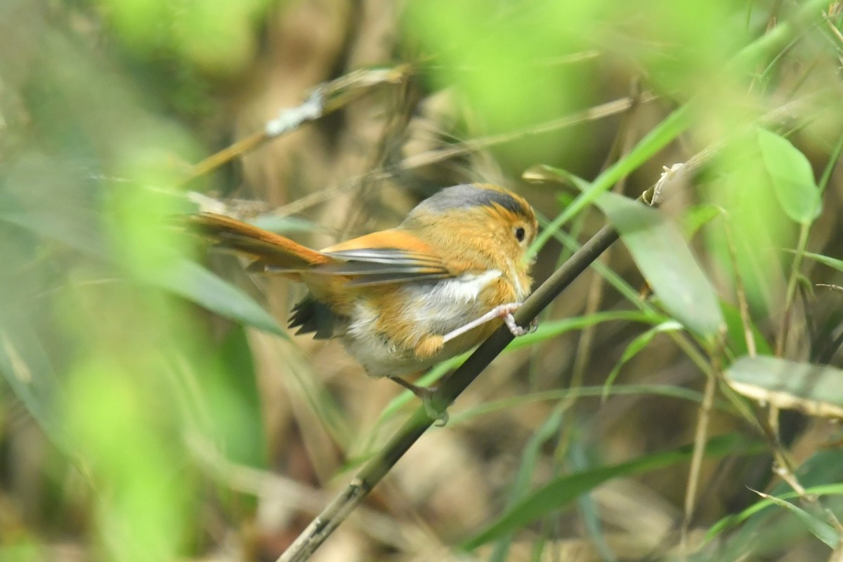 Fulvous Parrotbill - ML646569559