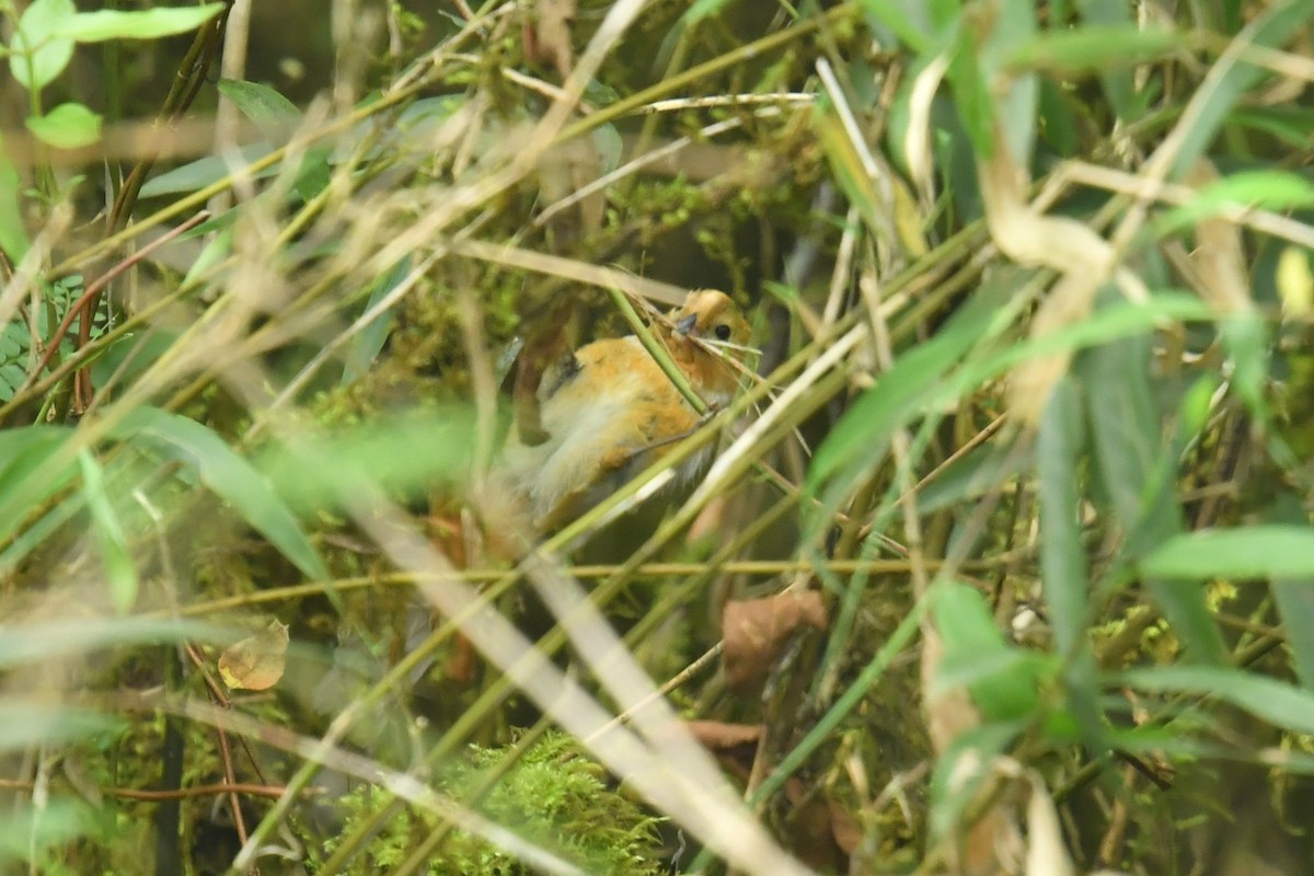 Fulvous Parrotbill - ML646569560