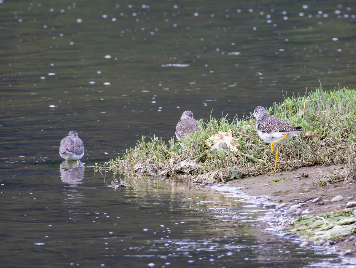 Tüpfelgelbschenkel - ML646569561