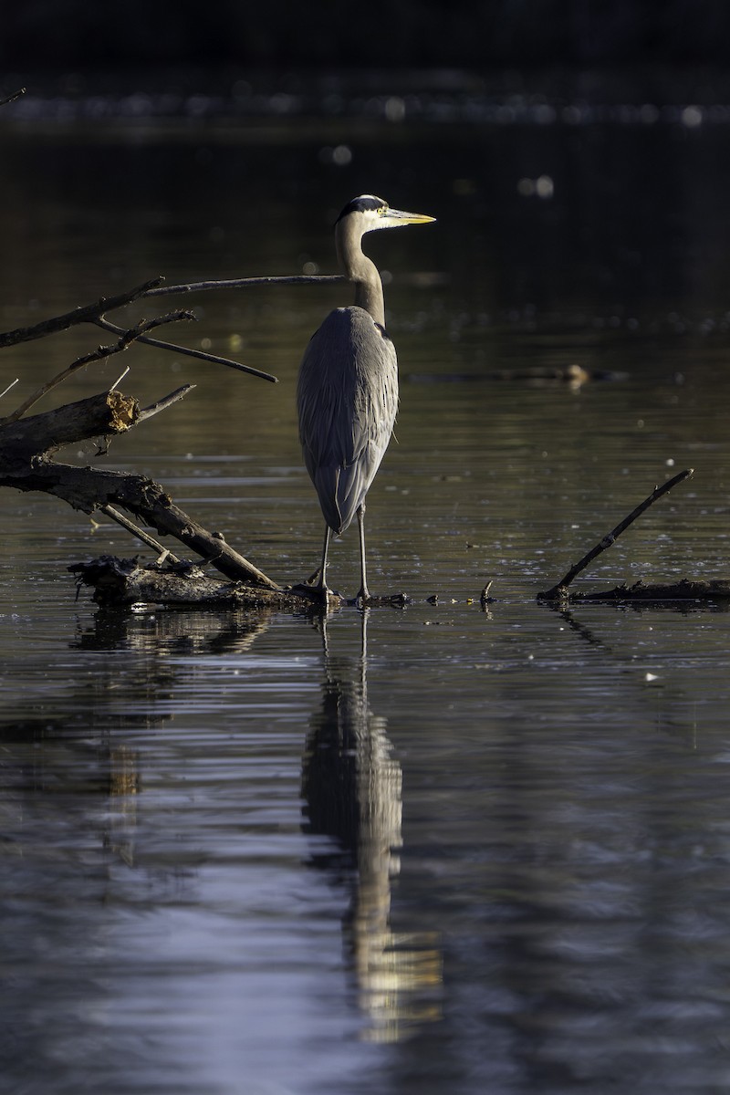 Great Blue Heron - ML646569562