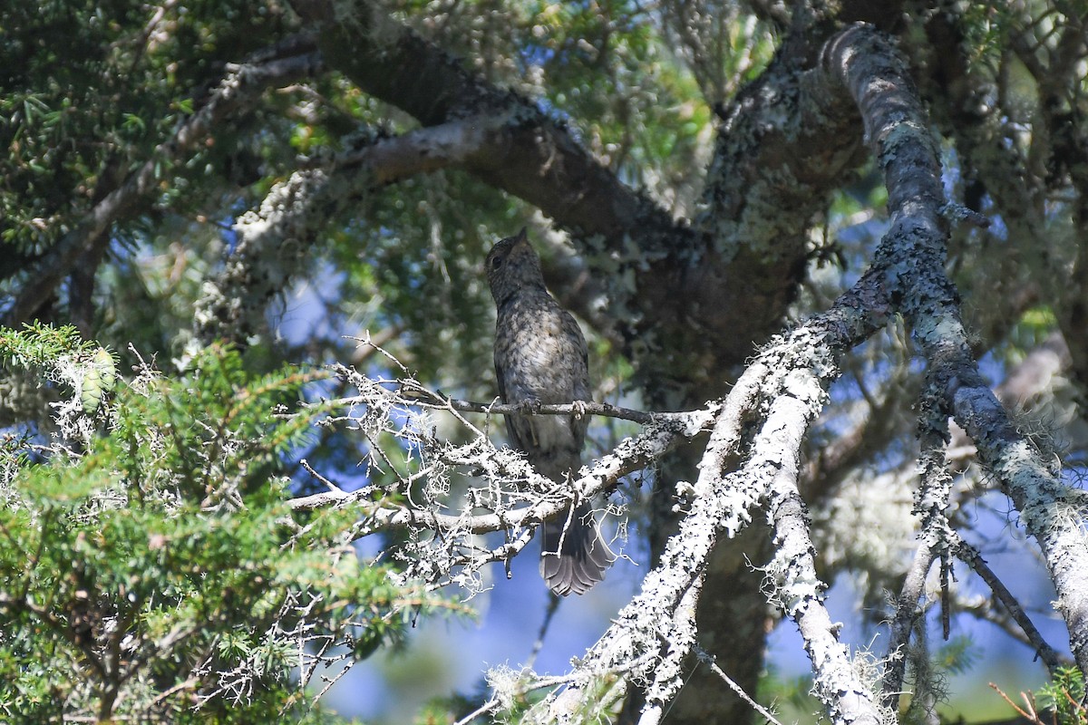 チャバラオオルリ - ML646569563