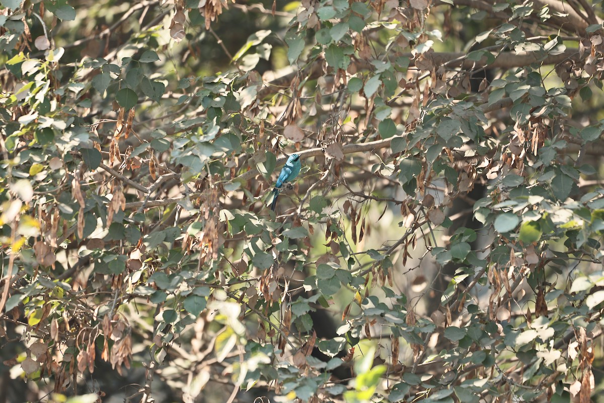 Verditer Flycatcher - ML646569564