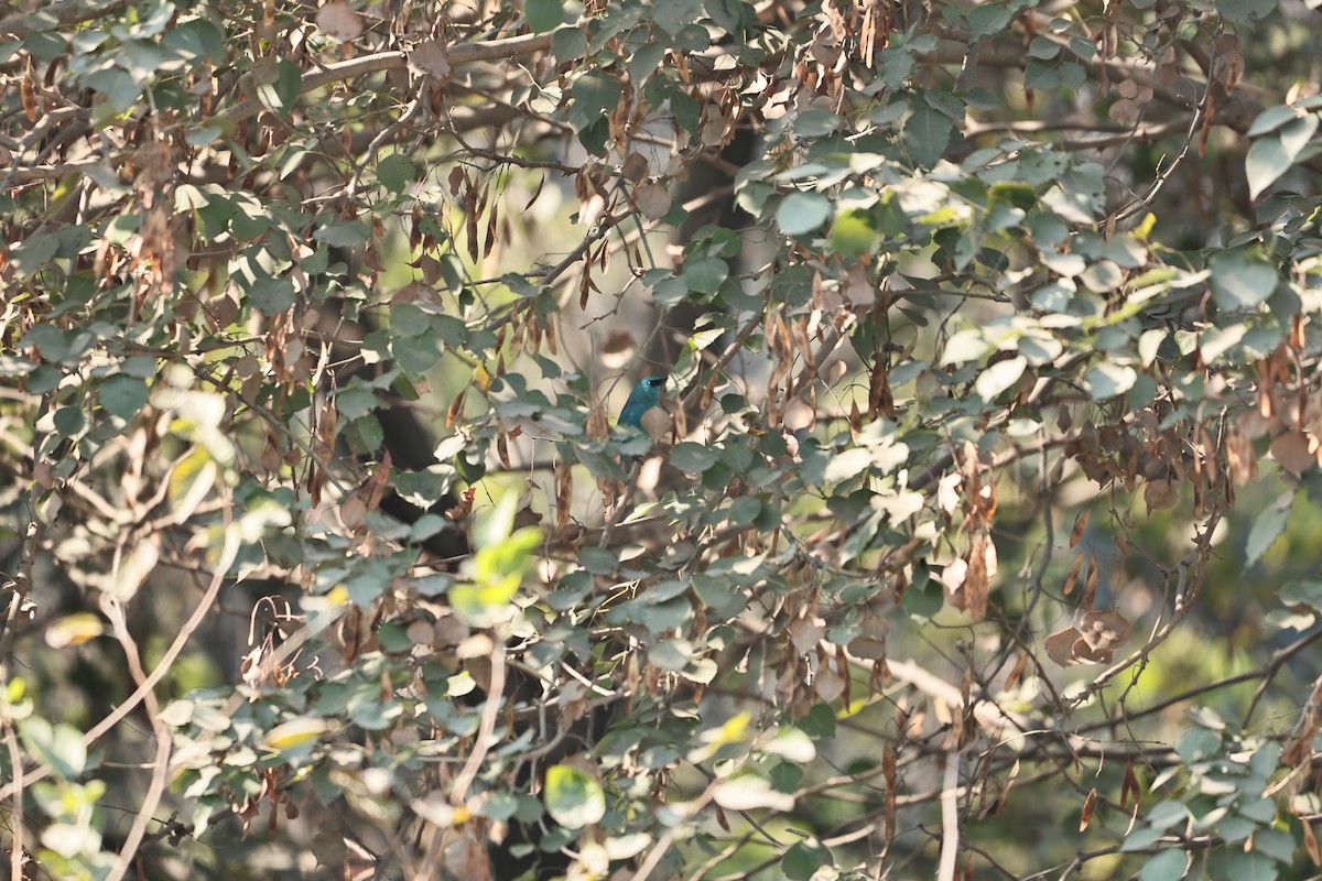 Verditer Flycatcher - ML646569565