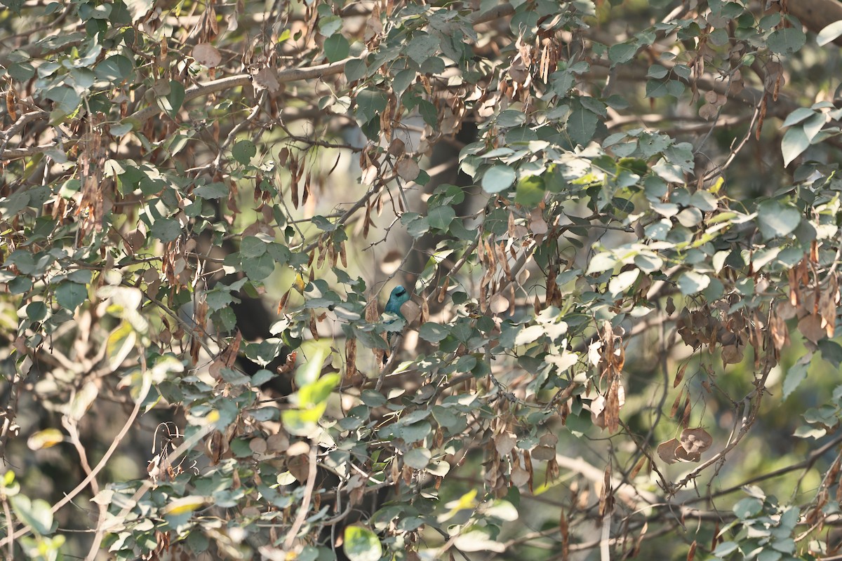 Verditer Flycatcher - ML646569566