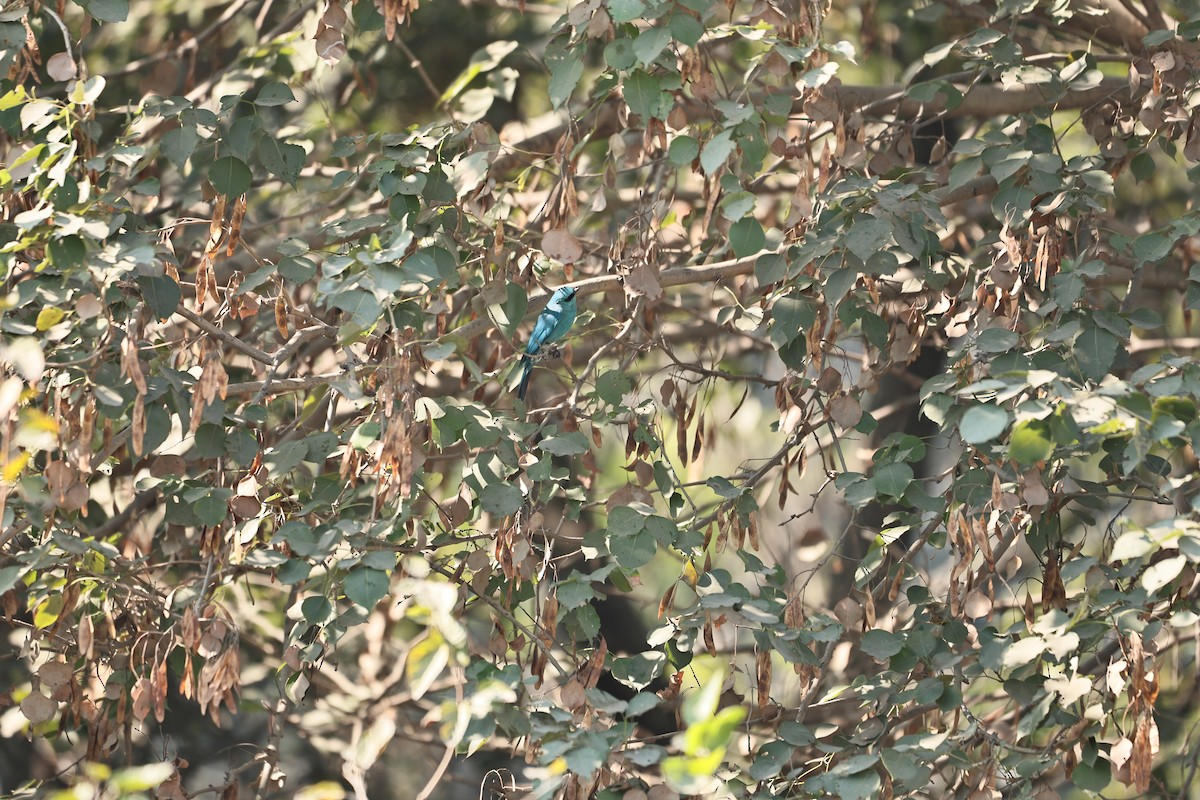 Verditer Flycatcher - ML646569567