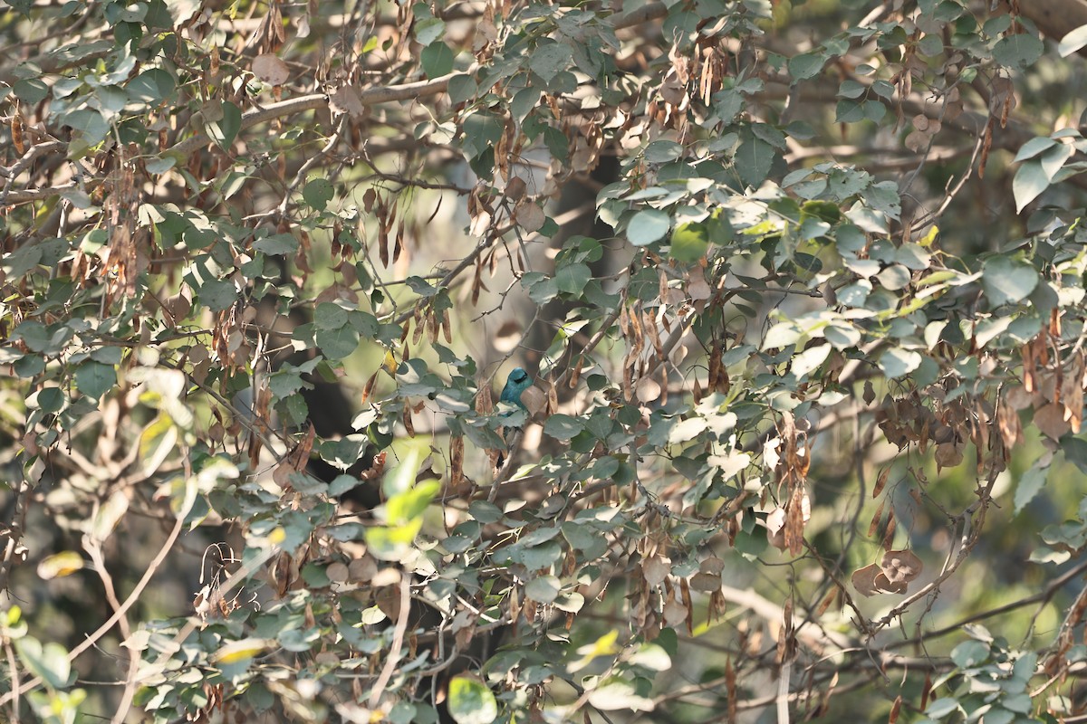 Verditer Flycatcher - ML646569568