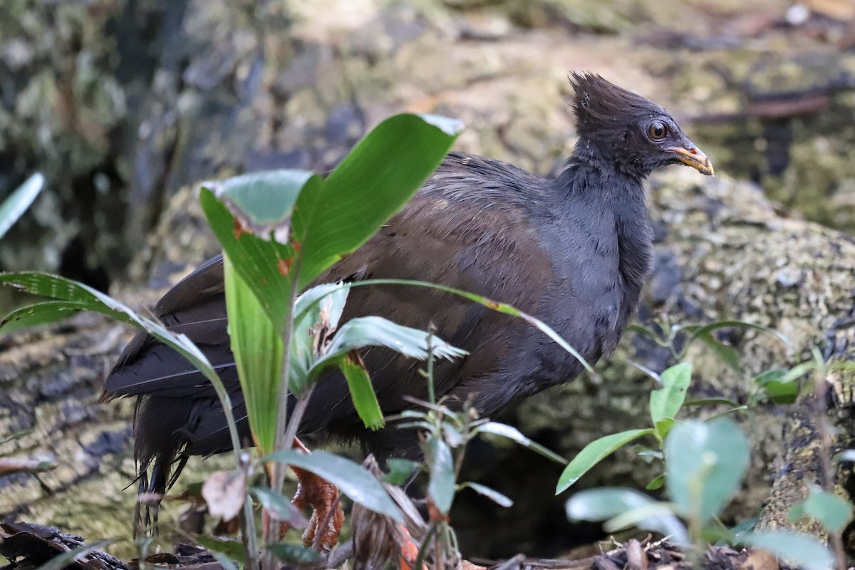 Orange-footed Megapode - ML646569569