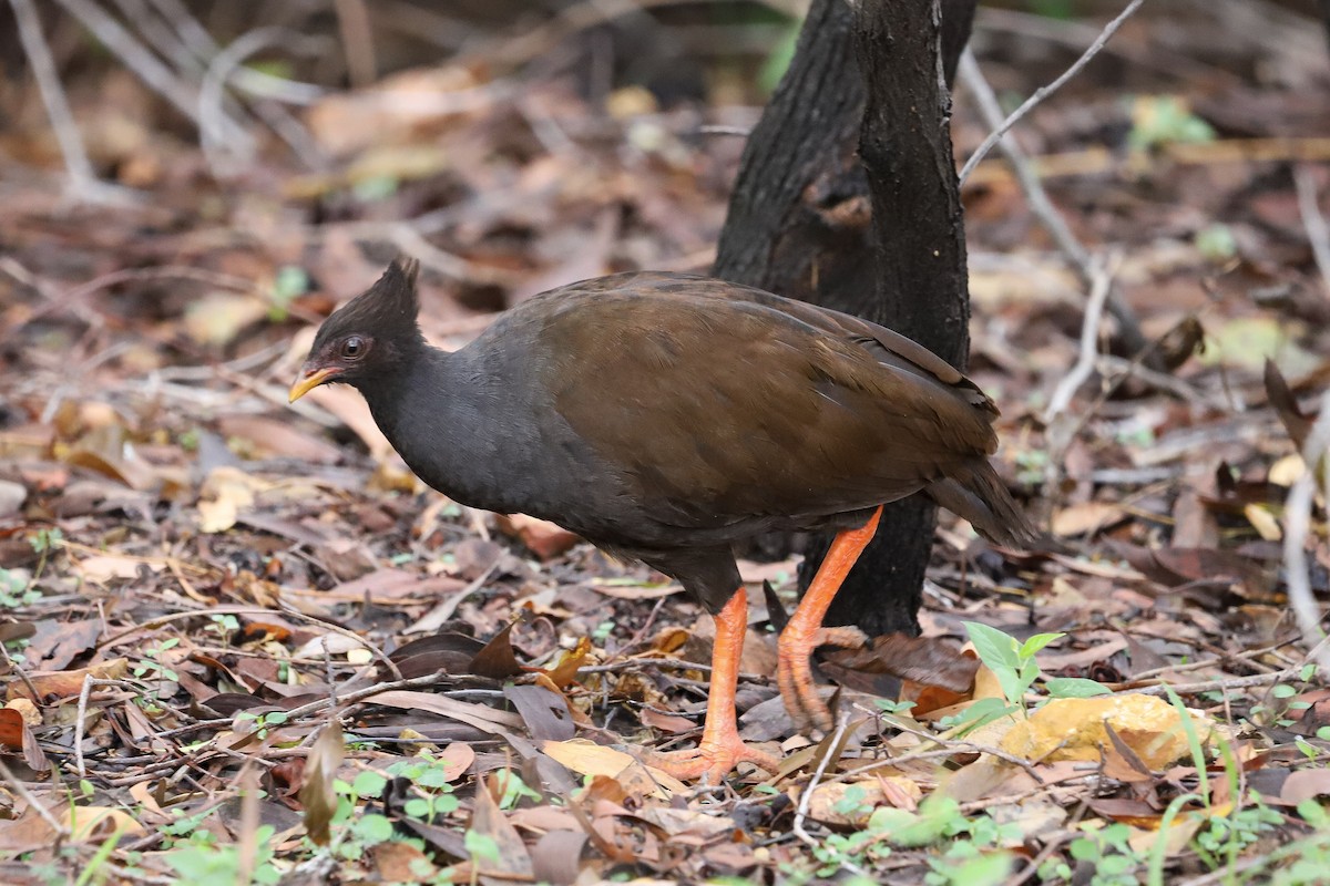 Orange-footed Megapode - ML646569570