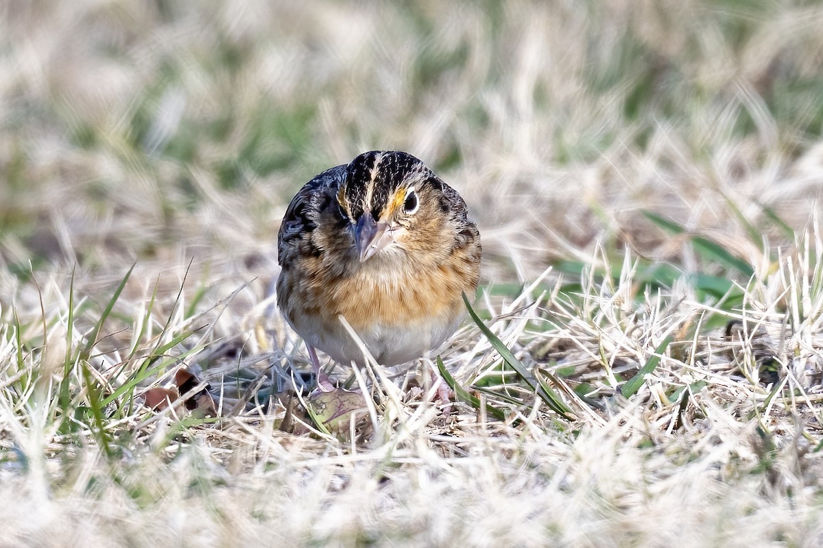 Grasshopper Sparrow - ML646569573