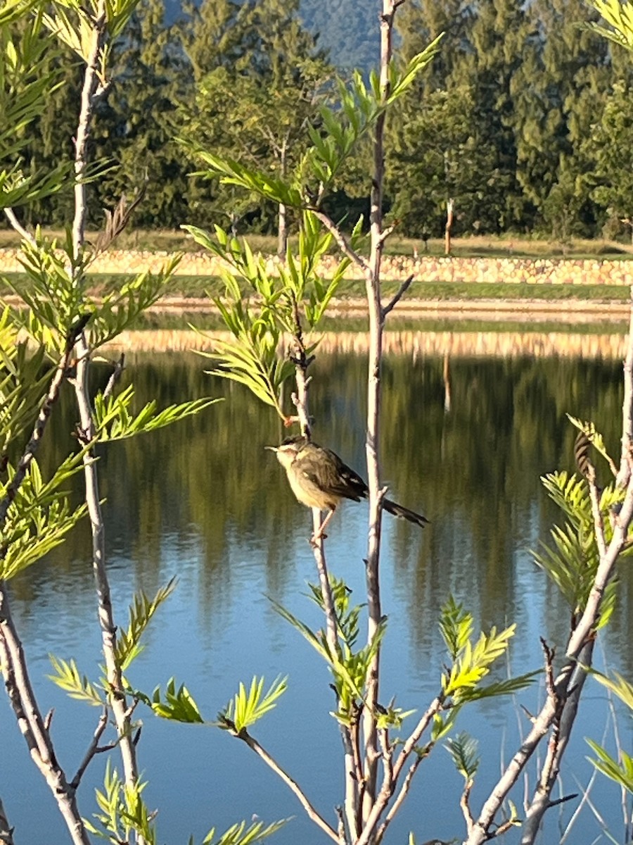 Gray-breasted Prinia - ML646569576