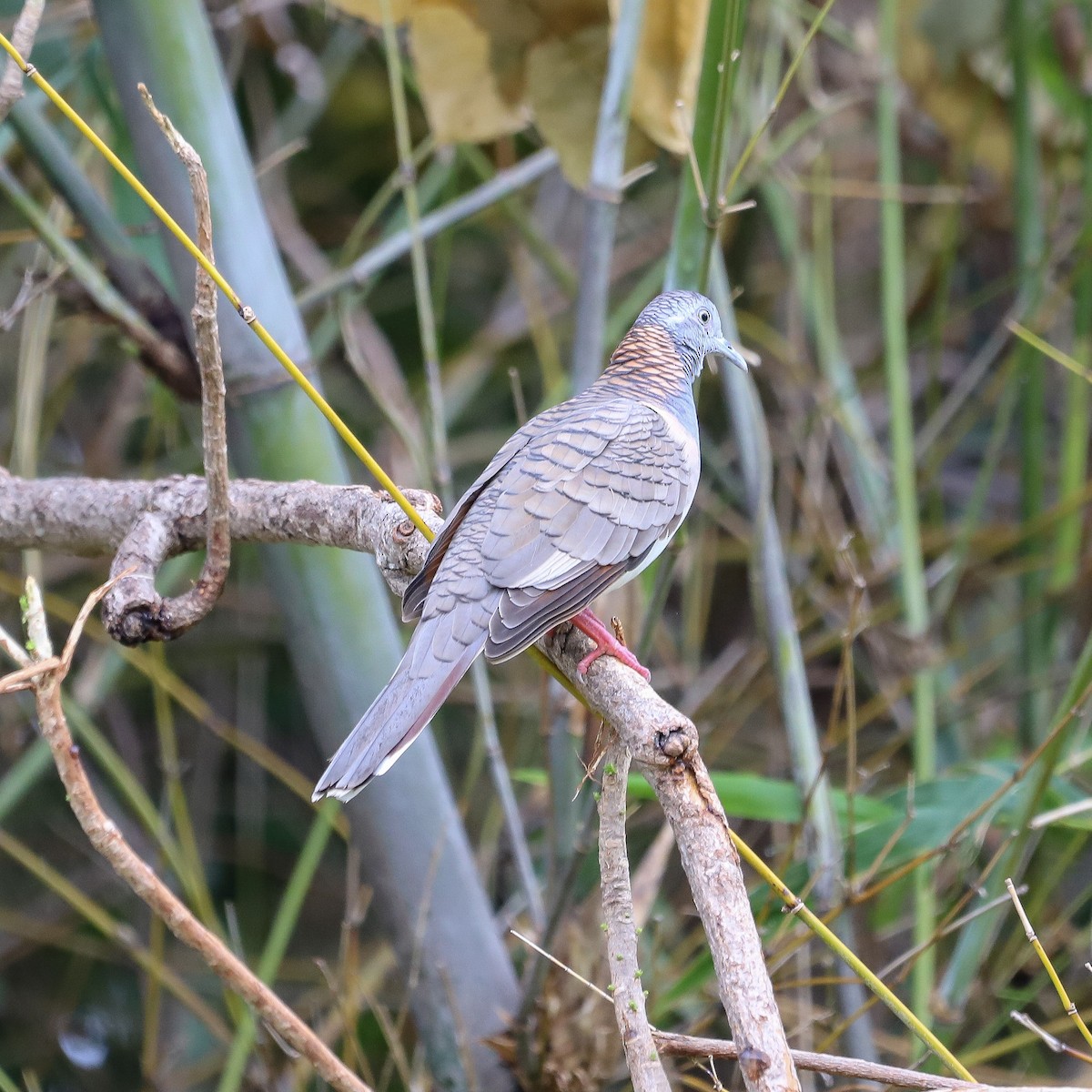 Bar-shouldered Dove - ML646569584