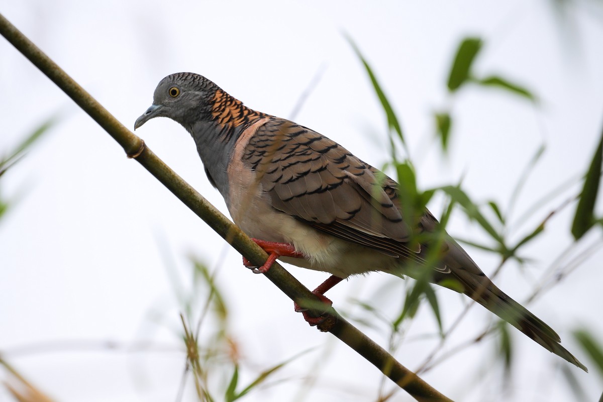 Bar-shouldered Dove - ML646569585