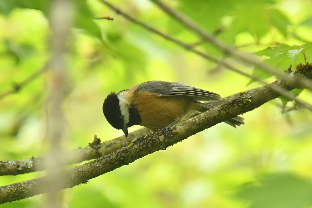 Pere David's Tit - ML646569587