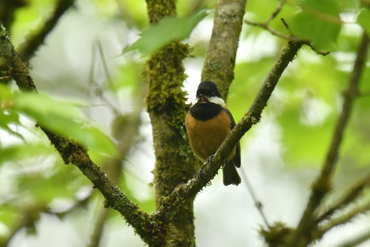 Pere David's Tit - ML646569588