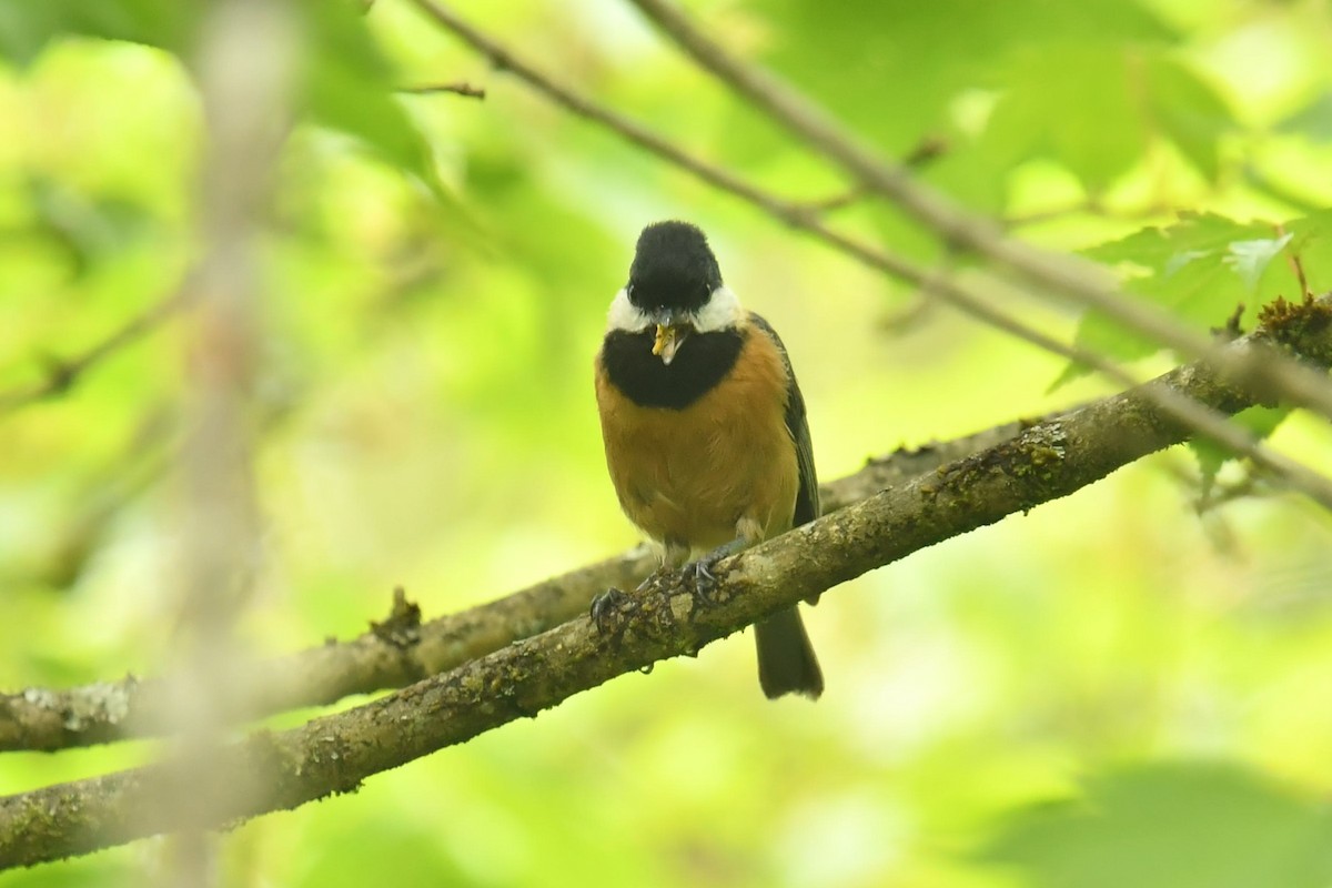 Pere David's Tit - ML646569589