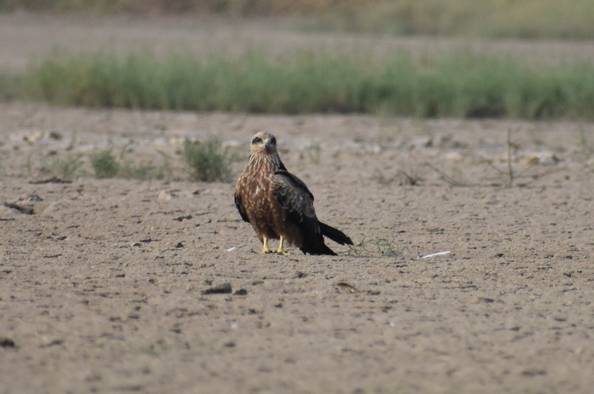 Western Marsh Harrier - ML646569592