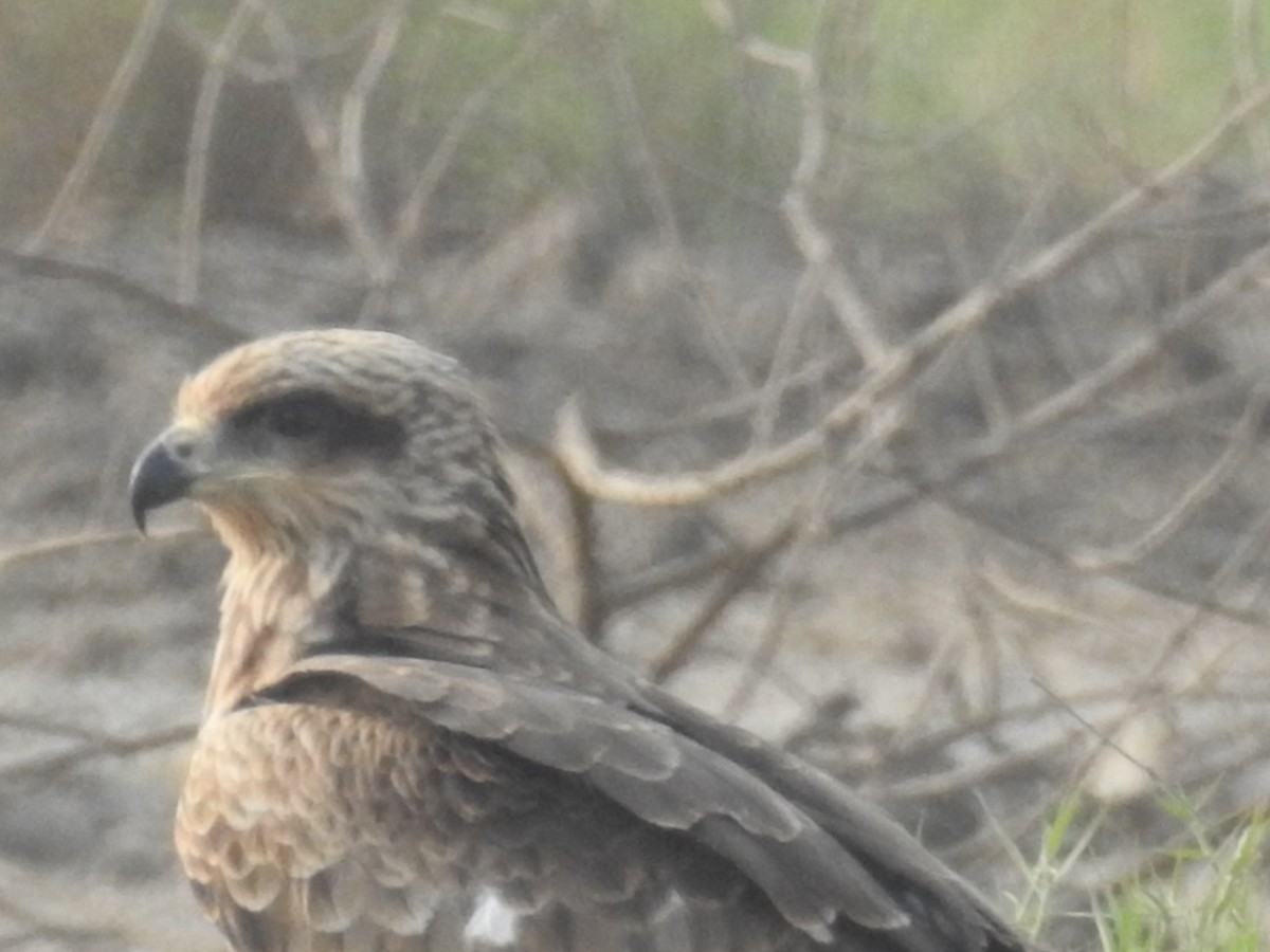 Black Kite - ML646569593
