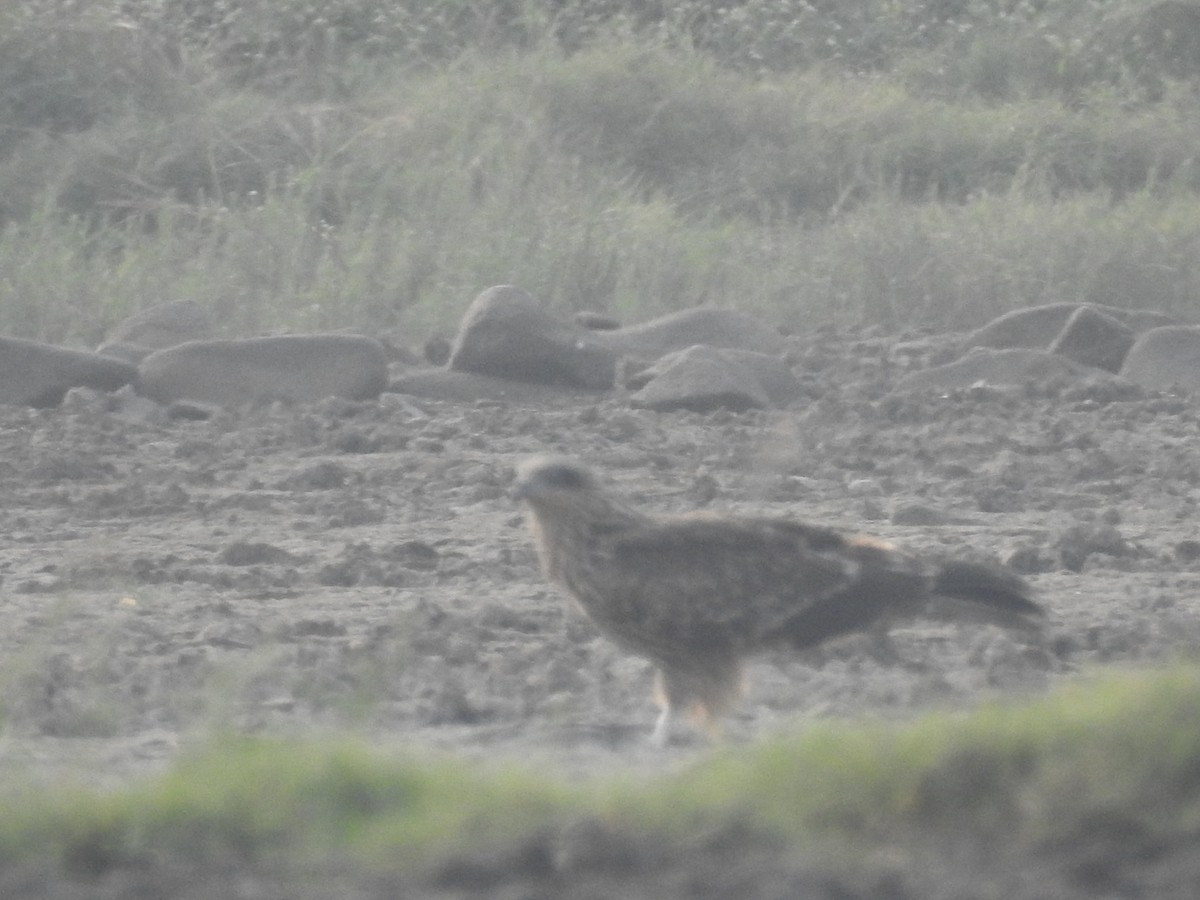 Western Marsh Harrier - ML646569594