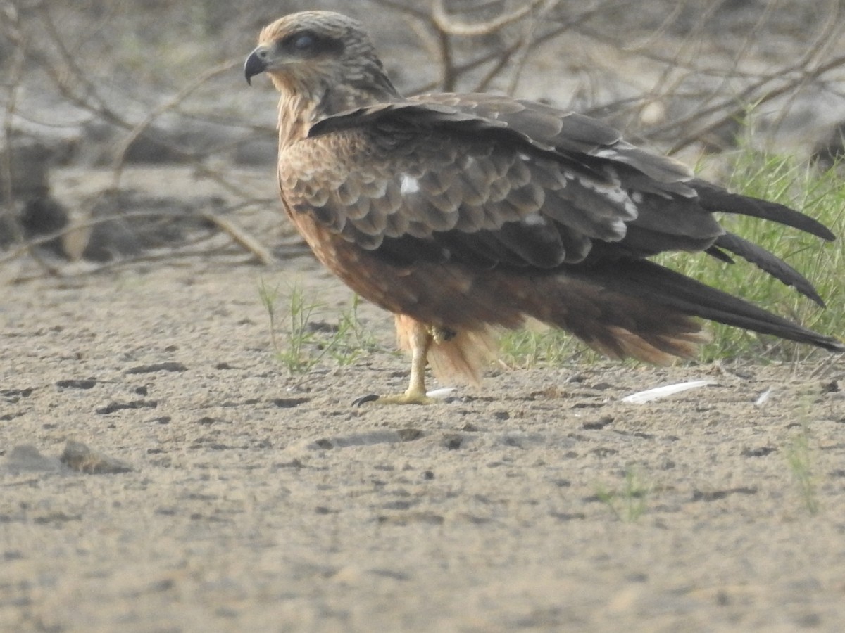 Western Marsh Harrier - ML646569595