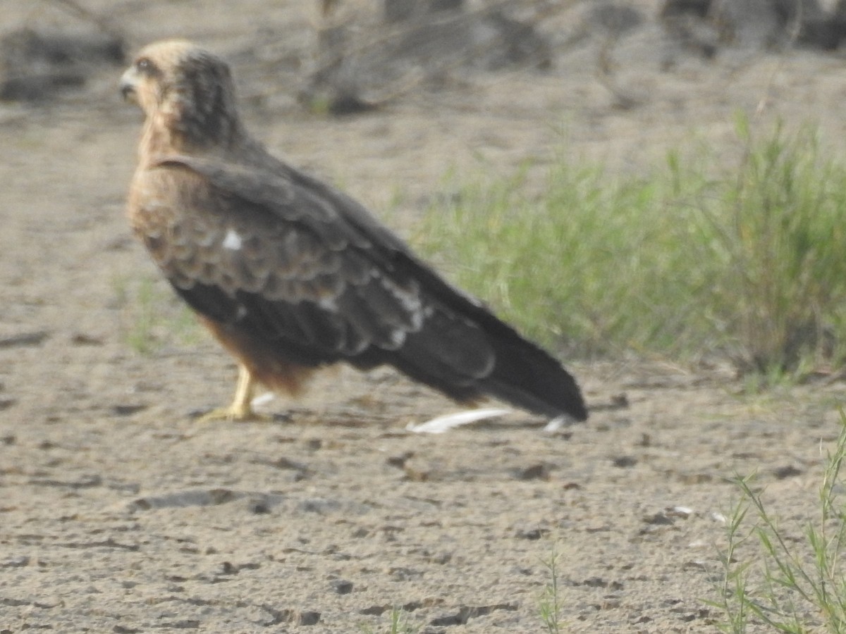 Western Marsh Harrier - ML646569596