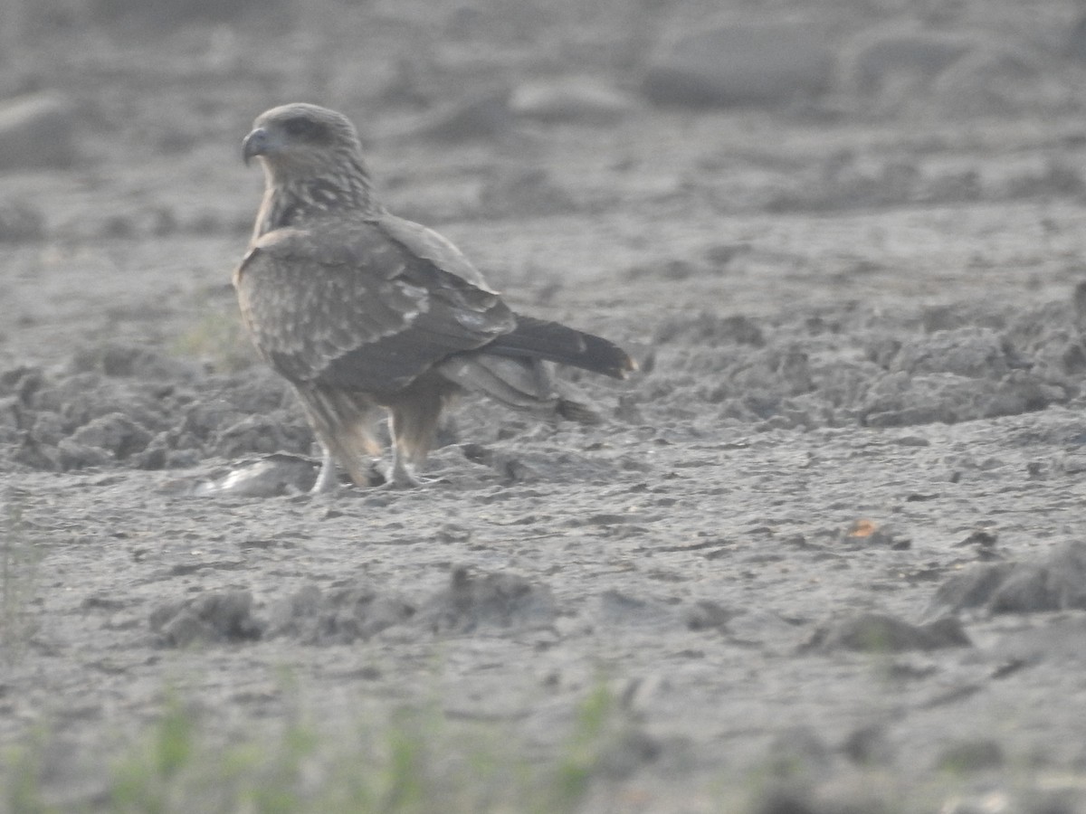 Western Marsh Harrier - ML646569597
