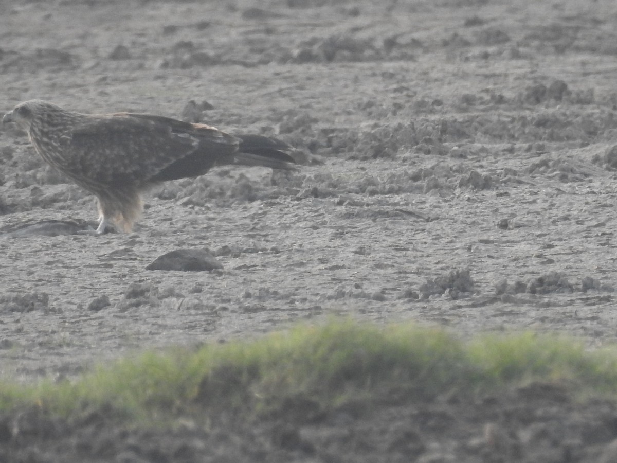 Western Marsh Harrier - ML646569598