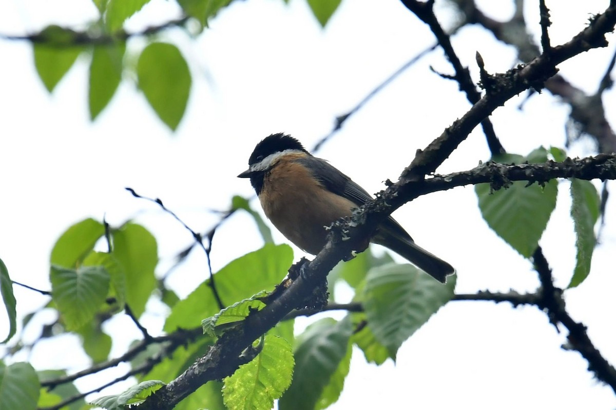 Pere David's Tit - ML646569599