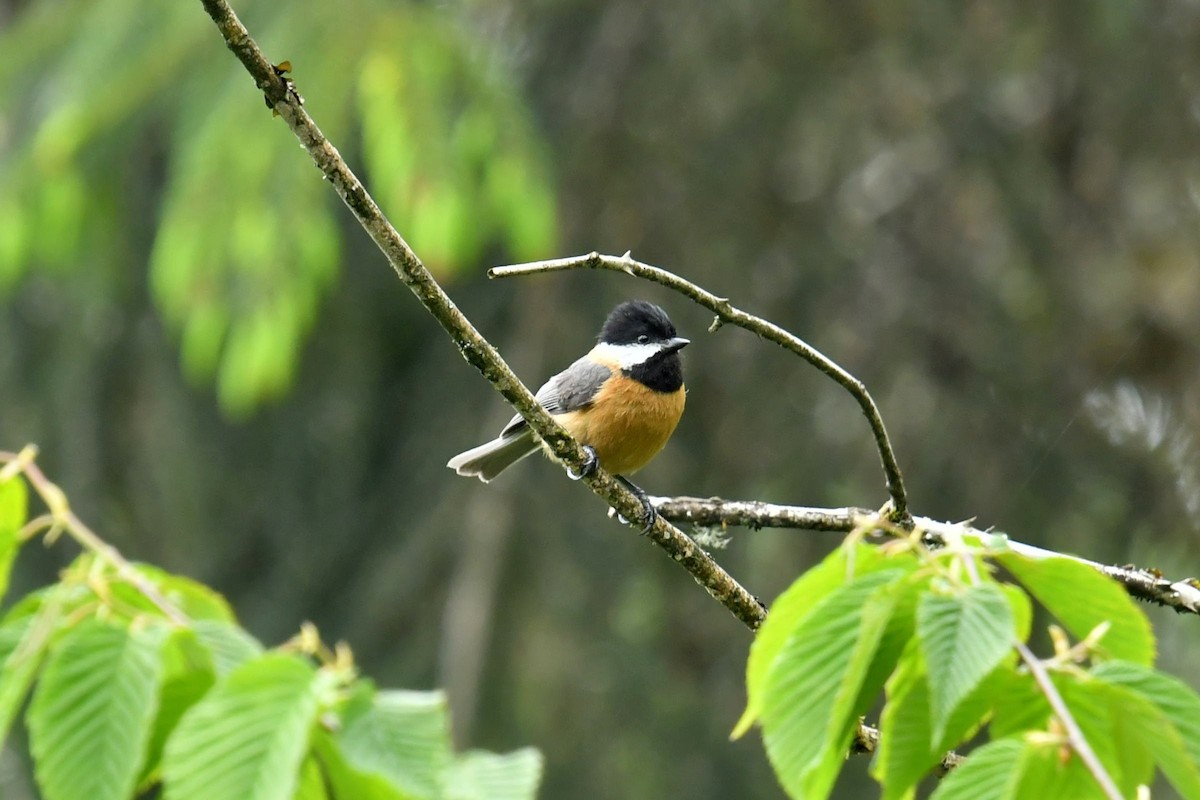 Pere David's Tit - ML646569600