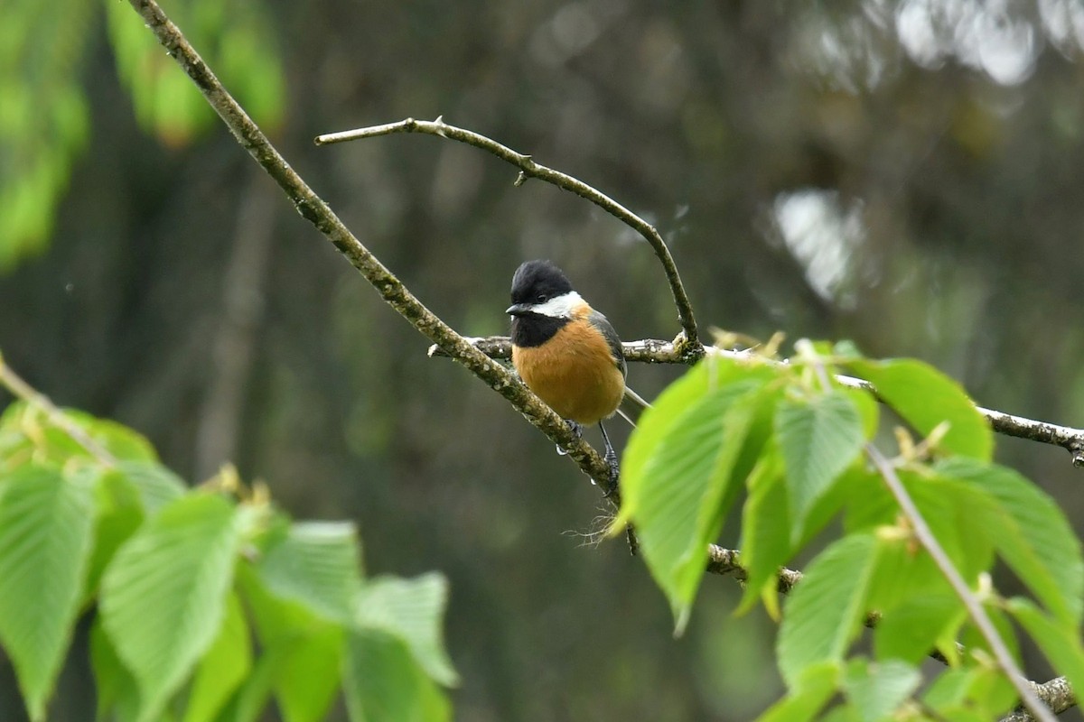 Pere David's Tit - ML646569601