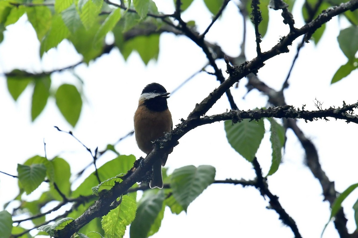 Pere David's Tit - ML646569602