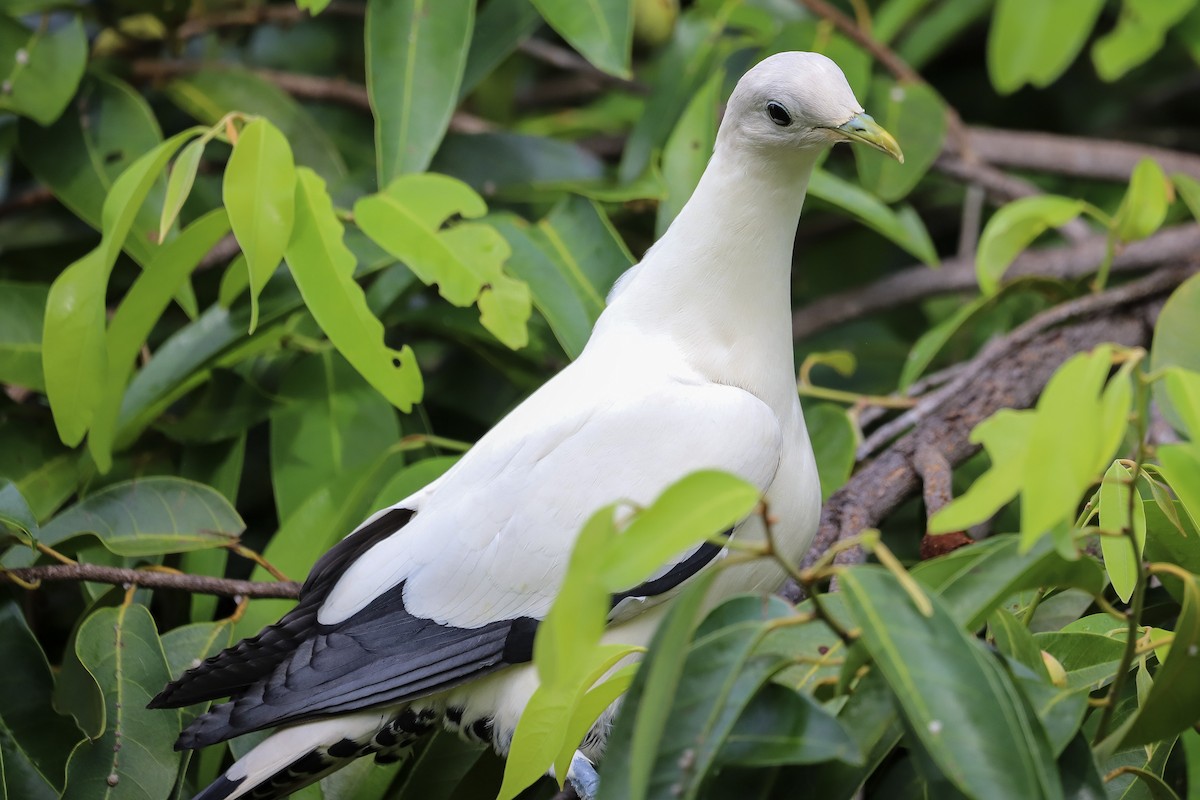 Torresian Imperial-Pigeon - ML646569604