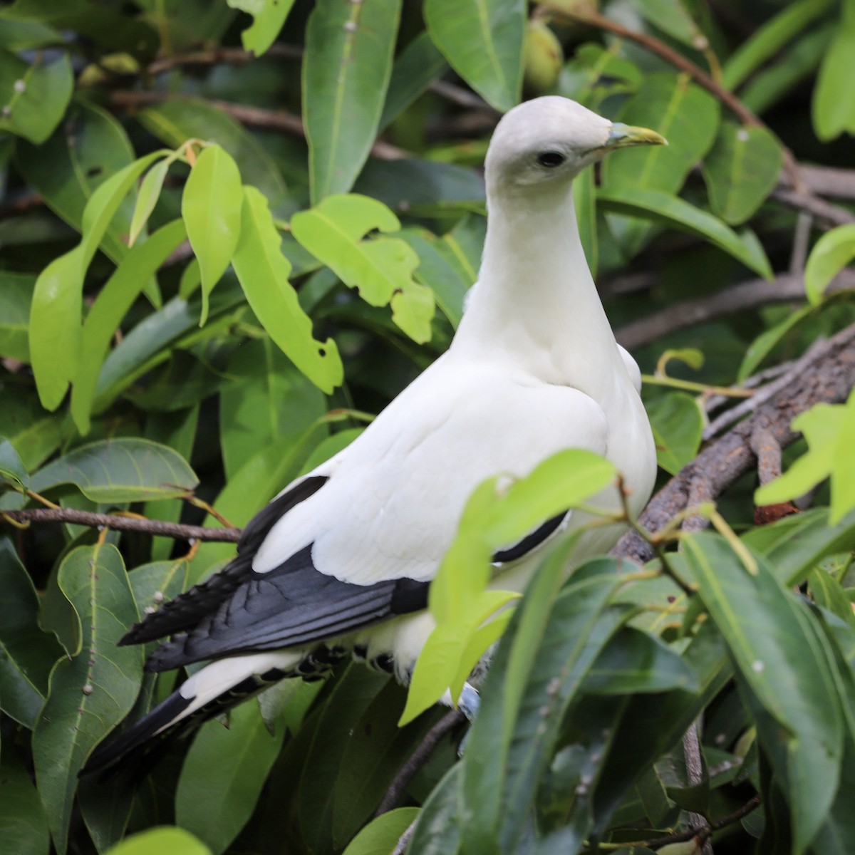 Torresian Imperial-Pigeon - ML646569605