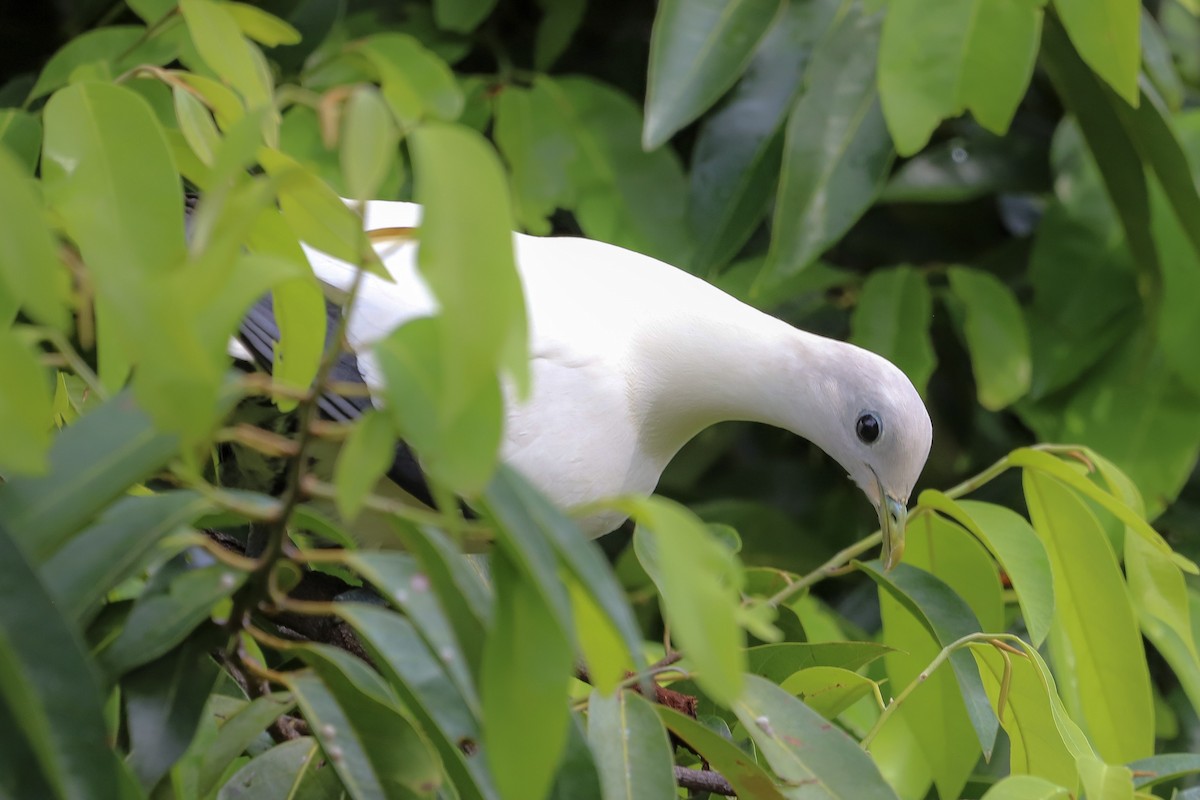 Torresian Imperial-Pigeon - ML646569606