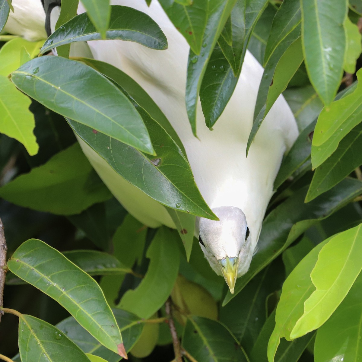 Torresian Imperial-Pigeon - ML646569608