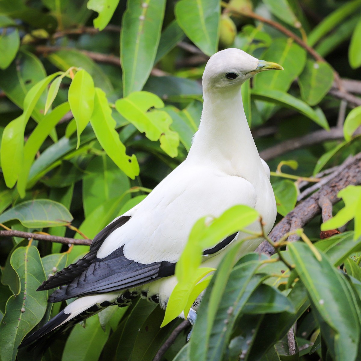 Torresian Imperial-Pigeon - ML646569609