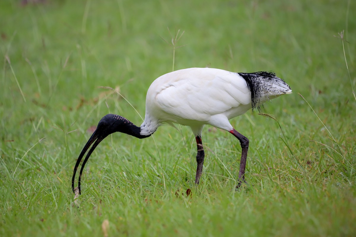 Australian Ibis - ML646569610