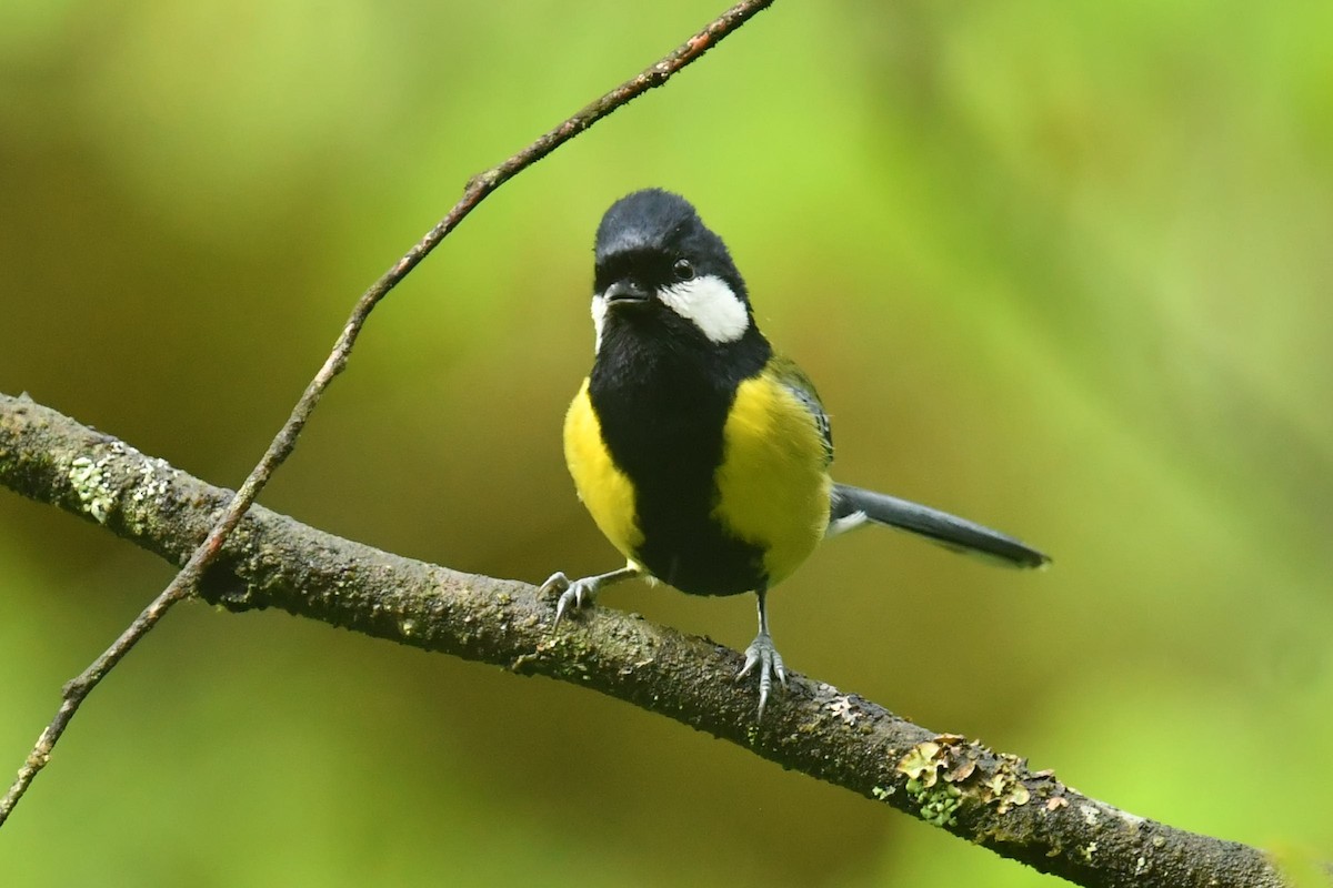 Bergkohlmeise - ML646569611