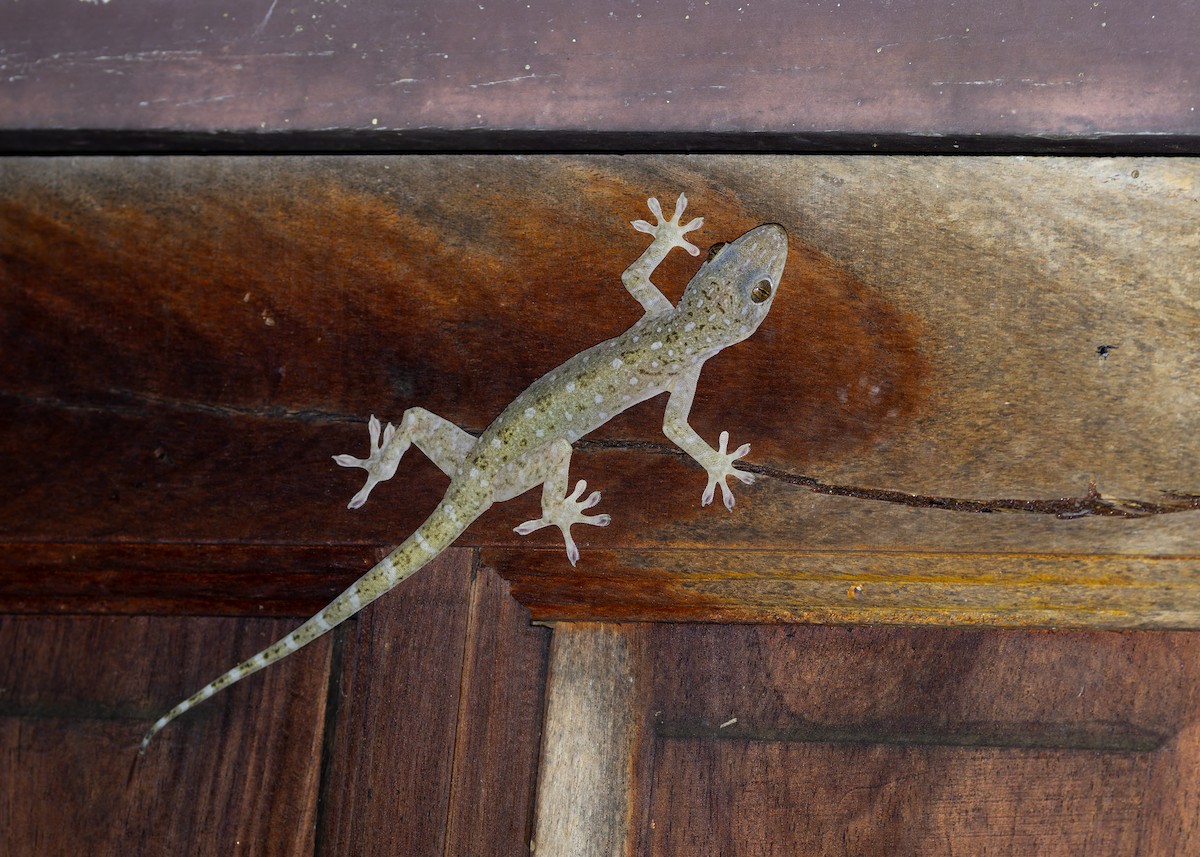 Sandstone Gecko - ML646569612