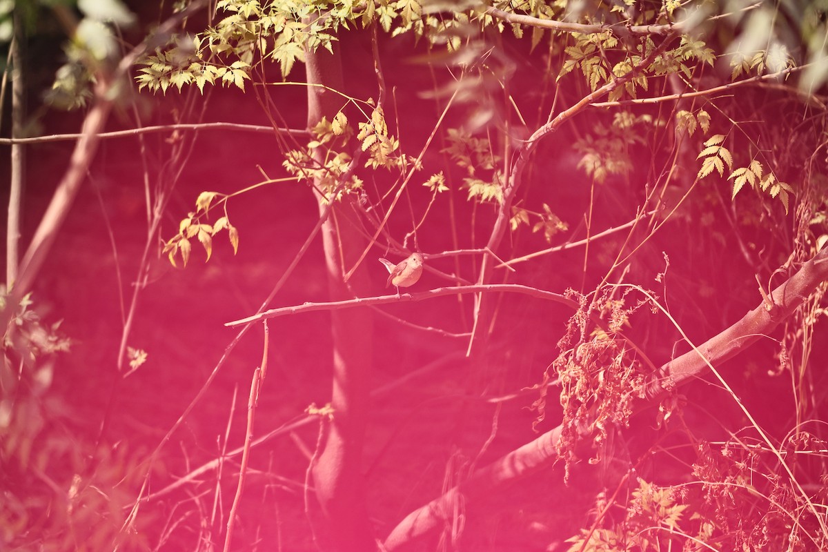 Red-breasted Flycatcher - ML646569613