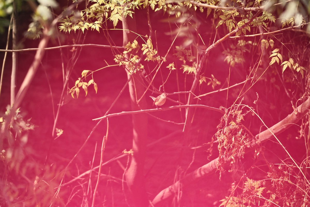 Red-breasted Flycatcher - ML646569614