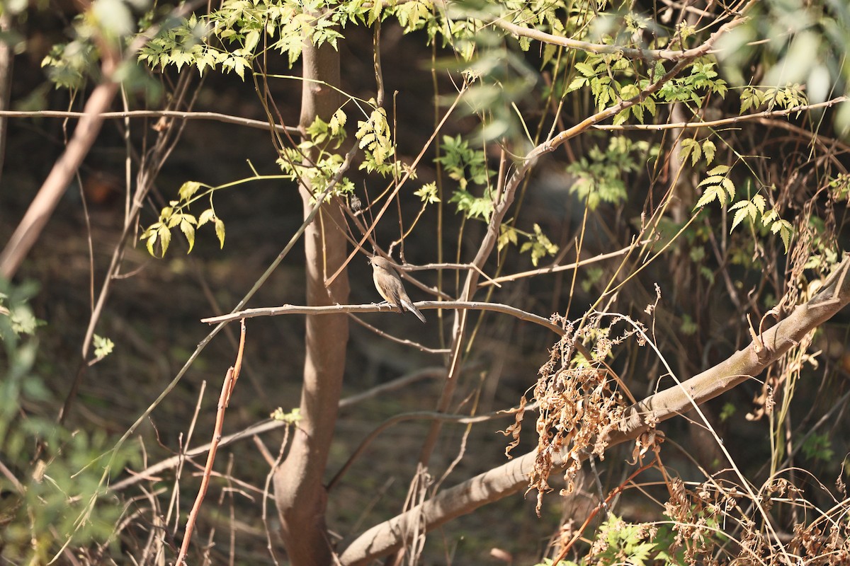 Red-breasted Flycatcher - ML646569615