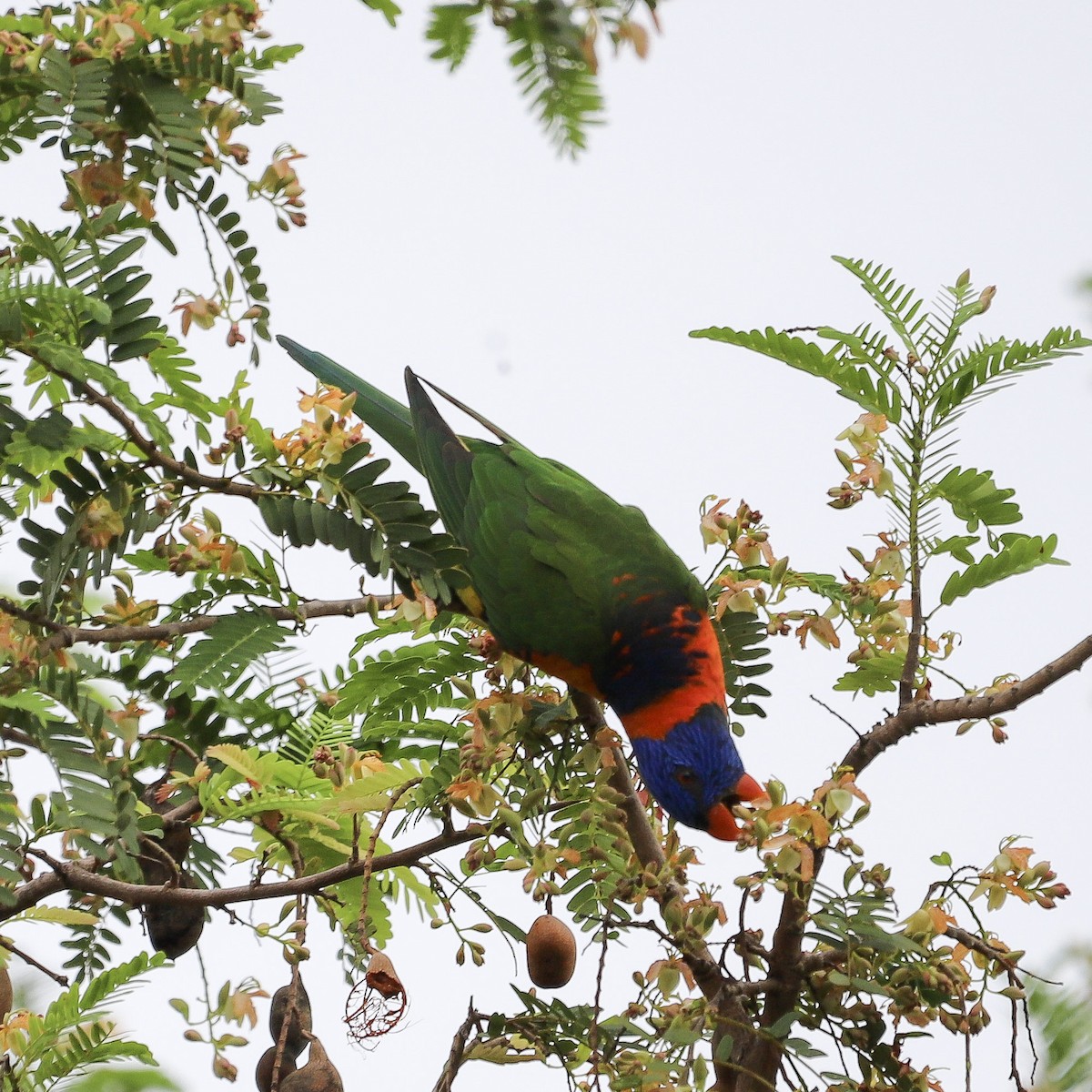 Red-collared Lorikeet - ML646569620