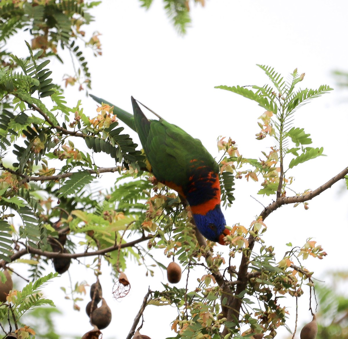 Red-collared Lorikeet - ML646569621