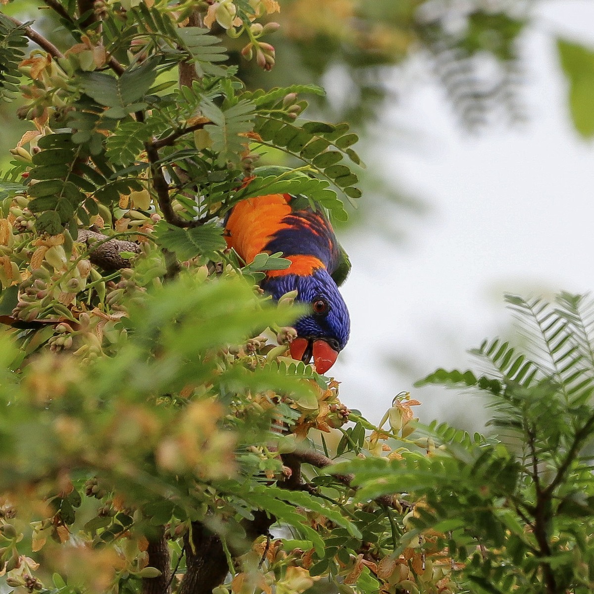 Red-collared Lorikeet - ML646569622