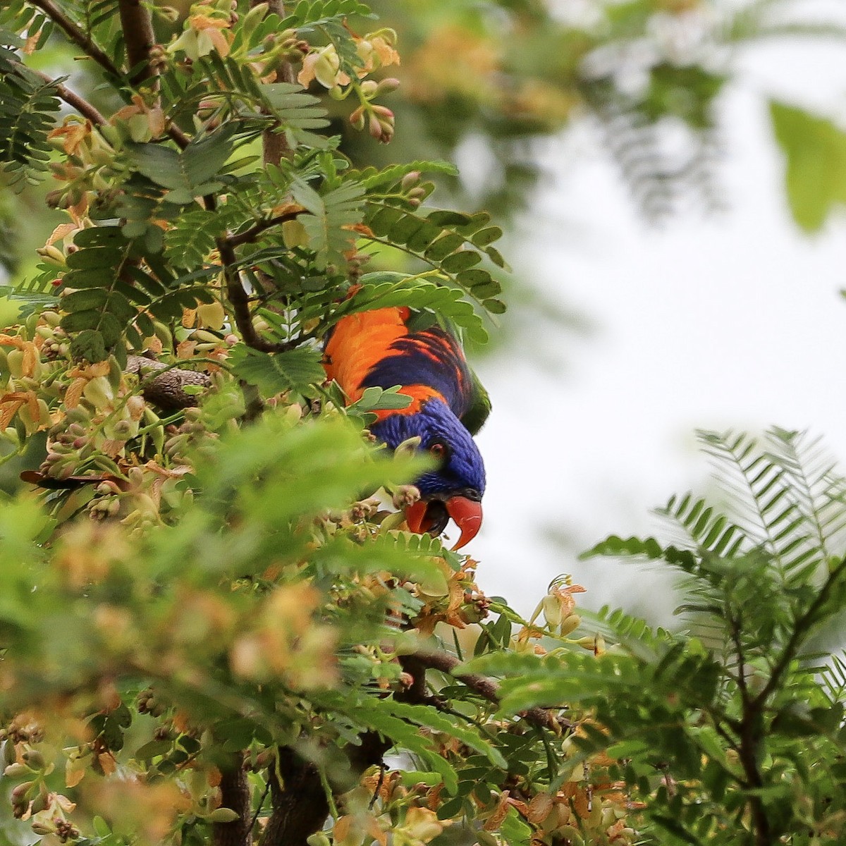 Red-collared Lorikeet - ML646569623